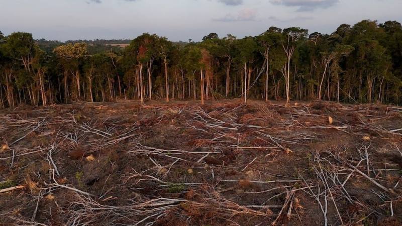 圖為因大豆種植面積擴大，亞馬遜雨林樹木遭砍伐。（路透社）