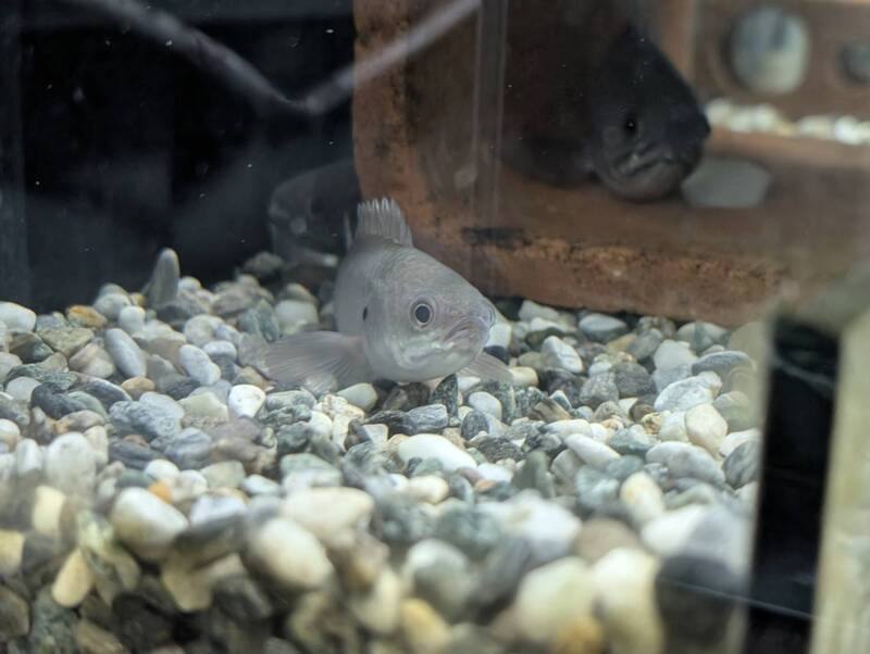 金門保育團體再生魚坊與國立金門高級農工職業學校展開產學合作，盼使養殖科學生將所學養殖技術，也應用在原生魚復育上。圖為再生魚坊人工繁殖的金門珍稀原生淡水魚「攀鱸」子代