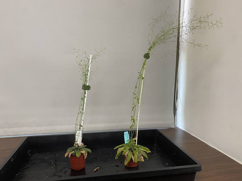 中研院長廖俊智研究團隊耗時20年設計出植物「雙固碳系統」、成功首創自然界未有的「二碳」植物，圖右為「二碳」植物阿拉伯芥，相較於左邊一般植物更為高大。