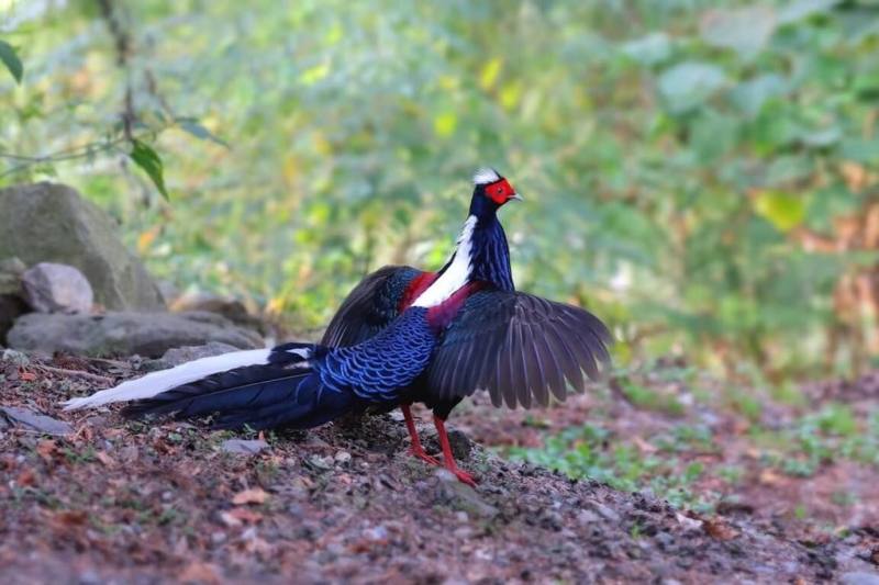 「2025第1屆世界賞鳥博覽會」20日起在台中登場，台中市政府觀旅局17日說明，將有來自30餘國及國內鳥類保育及生態旅遊組織與業者，設置120攤賞鳥生態資訊及設備展示。（台中市觀旅局提供）