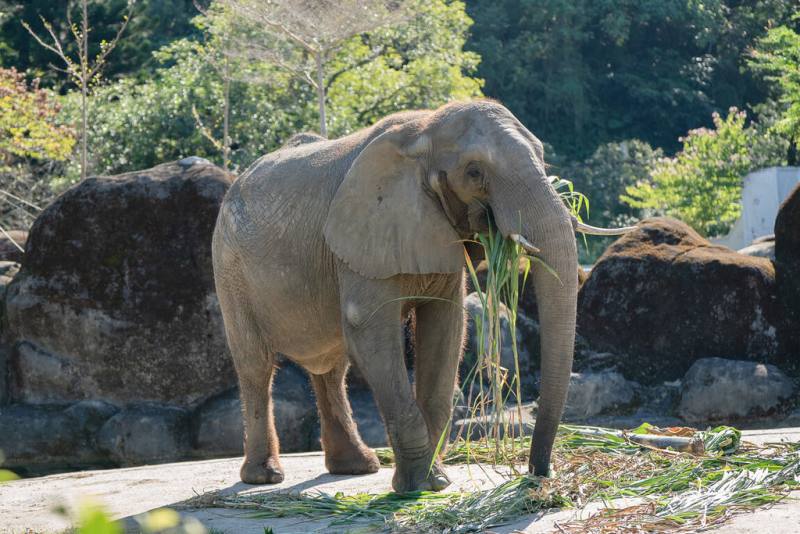 台北市立動物園17日在園內舉辦「動物慰靈祭暨中元普度法會」，這是有百年傳統的生命教育，藉此向已逝的非洲象「美代」等動物夥伴表達思念、感謝，並為牠們祈福。（台北市立動物園提供）