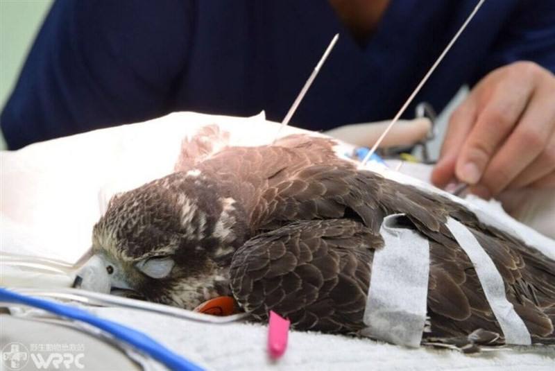 Photo courtesy of Taiwan Biodiversity Research Institute