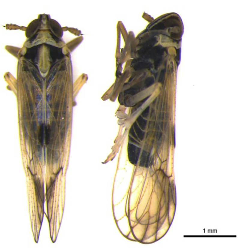 農業部台東區農業改良場近日監測發現，台東2期水稻陸續出現白背飛蝨蟲，如為害穗部將直接影響稔實率，呼籲農友每叢發現5隻就要立即防治。（台東農改場提供）