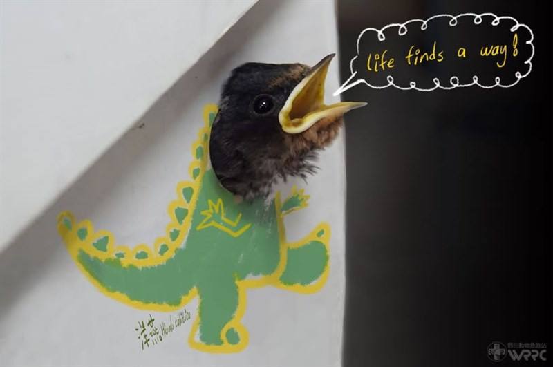 Image taken from Taiwan Biodiversity Research Institute's Facebook page