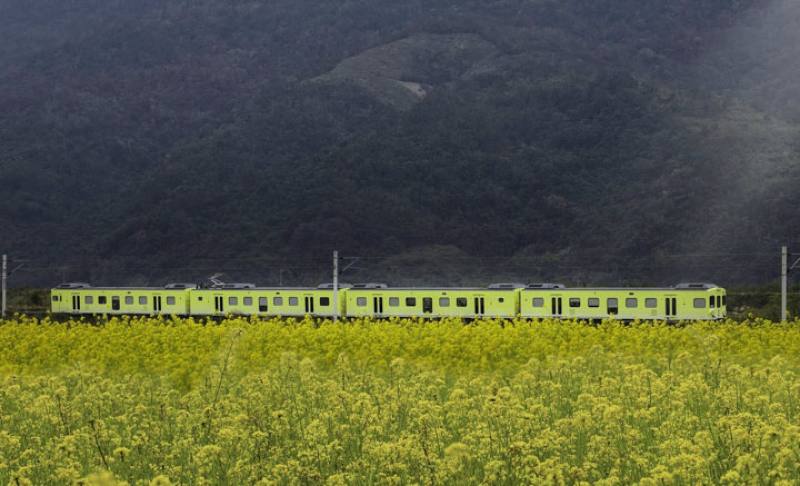 行駛在花東縱谷的山嵐號，黃綠色車身完美融入地景