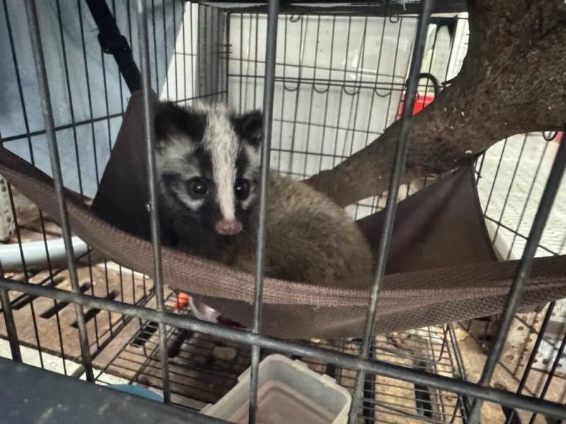 一隻白鼻心母獸疑在花蓮市區遭車輛撞擊死亡，現場留有一隻幼獸，動植物防疫所人員獲報到場帶回安置，18日送往野灣野生動物救傷中心照護。（花蓮縣政府提供）