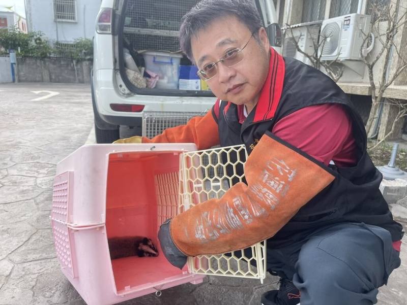 一隻白鼻心母獸疑在花蓮市區遭車輛撞擊死亡，一旁還有一隻尚在哺育期的幼獸，縣府農業處獲報帶回安置後，隨即安排專人送往台東野灣野生動物救傷中心照護，未來經評估後可望重返自然。（花蓮縣政府提供）