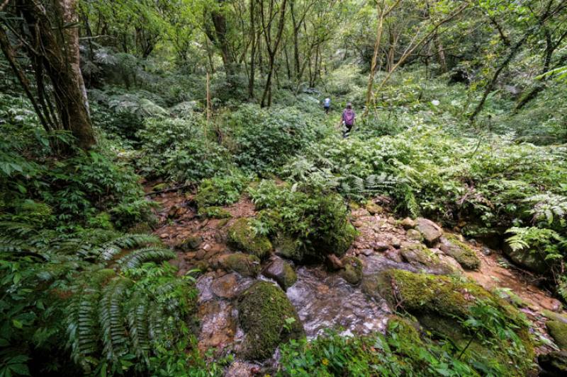 忘憂古道找得到昔日大菁