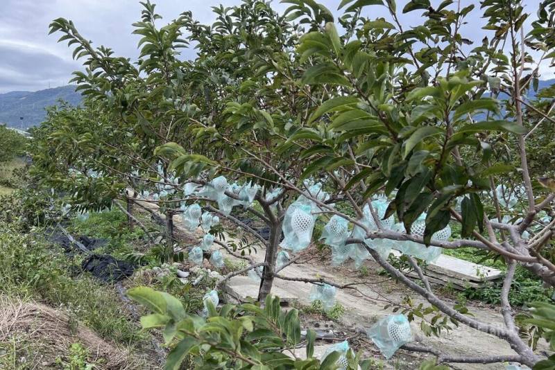 颱風樺加沙朝台灣靠近，目前正值台東水稻孕穗、釋迦採收期和掛果期，台東區農業改良場籲農友秋颱不容小覷，強化防災措施，釋迦農20日把握時間幫釋迦套袋