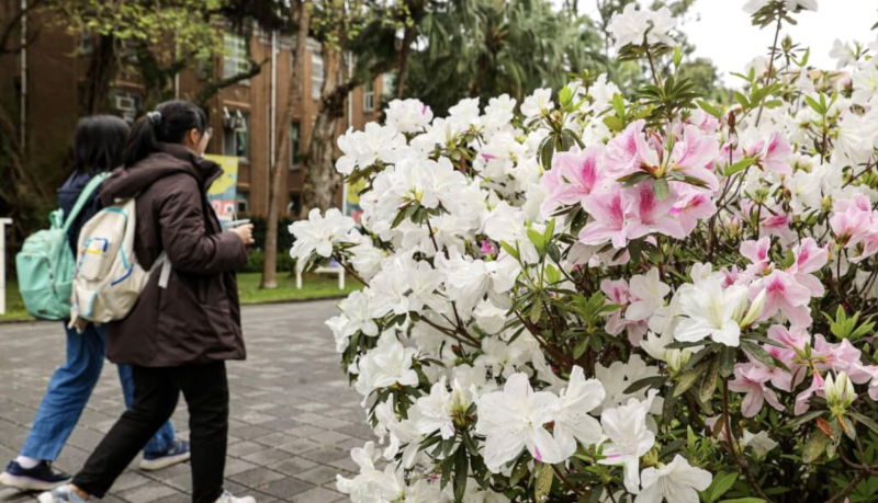 圖為台大校園。（中央社檔案照片）