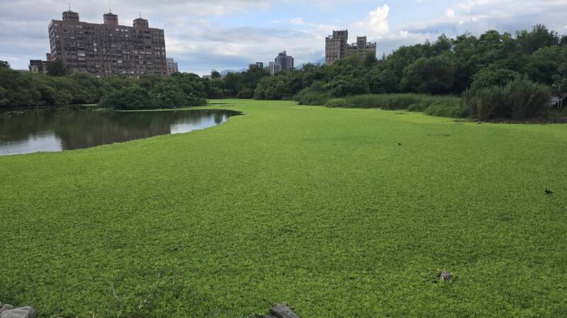 宜蘭縣羅東林業文化園區生態池遭外來水生植物大萍（俗稱水芙蓉）入侵，放眼望去綠油油一片，有如被鋪上綠地毯。林業及自然保育署宜蘭分署20日表示，已派員進行打撈，預計30日前完成清除