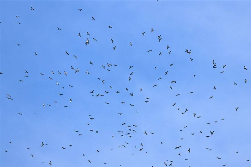 More than 150,000 Chinese sparrowhawks fly over Kenting in southern Taiwan's Pingtung County on Saturday, the highest single-day tally since an annual raptor migration survey in the area began 37 years ago. Photo courtesy of Raptor Research Group of Taiwa