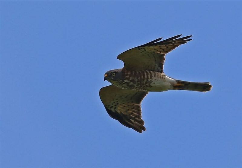 A Chinese sparrowhawk. Photo courtesy of Tsai Yi-jung