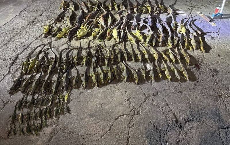 屏東縣政府針對主要紅豆栽培鄉鎮執行「護豆專案」，加強熱點移除綠鬣蜥，20日專案首日前往新園鄉捕捉129隻綠鬣蜥。（屏東縣政府提供）