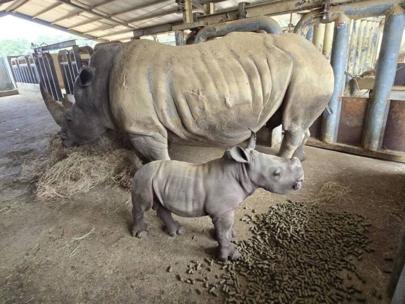 六福村主題遊樂園表示，園區白犀牛家族中的母犀牛「阿花」（後）於8月生下小犀牛「花枝丸」（前），目前飲食主要是喝奶水及搭配飼料，但牠對飼料感到好奇，每次要吃之前都會探索。（六福村提供）
