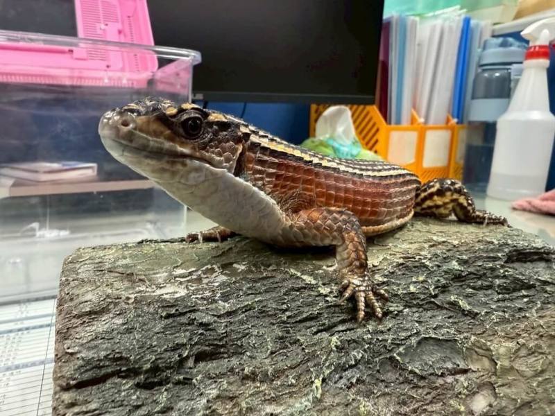 桃園市動保處27日將舉辦非犬貓特寵認養，屆時將有盾甲蜥開放認養。（動保處提供）