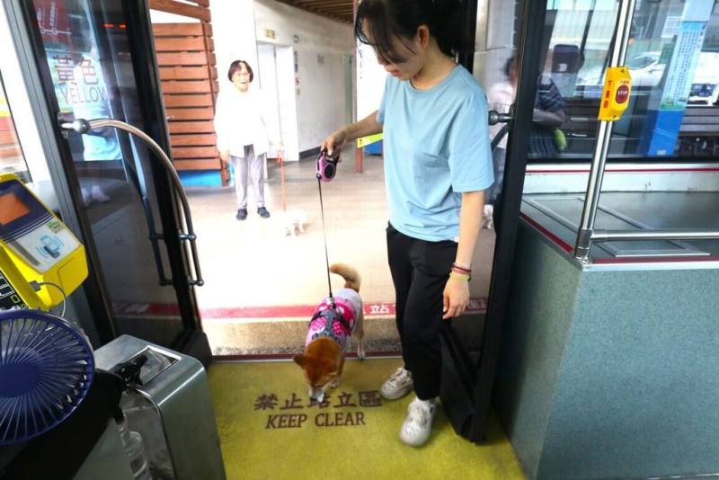 台南市「假日友善狗狗公車」9月27日起在棕幹線及綠17等2條路線試辦，飼主可使用牽繩攜帶狗狗，不必放入寵物箱或攜籠。（台南市政府提供）