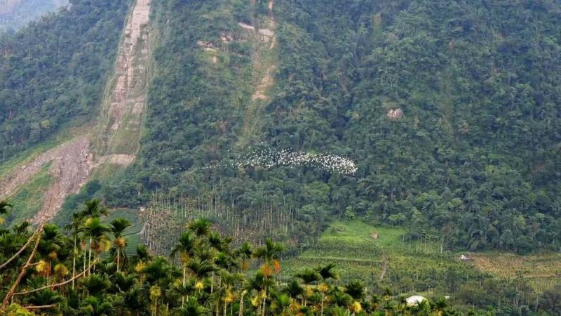 秋季限定的嘉義梅山太興「萬鷺朝鳳」黃頭鷺遷移美景，從8月下旬持續到10月中旬，教師節、中秋節、雙十節鄉3波連假都是探索此生態奇觀的好時機。（嘉義縣文觀局提供）