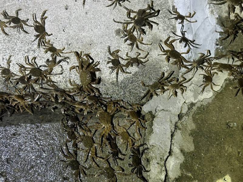 時值毛蟹繁殖季，新北市碧潭堰近日再度發現大量毛蟹溯溪而上，已是2025年第3度造訪。水利局26日表示，這是令人振奮的生態喜訊。（新北市水利局提供）