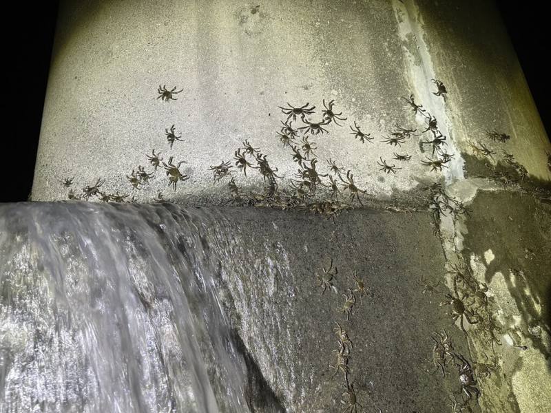 新北市水利局指出，碧潭水域24日晚間再度出現大量毛蟹溯溪而上，這是繼5、7月「蟹」潮大爆發後，毛蟹2025年第3度造訪碧潭，不僅證明碧潭堰魚道生態友善設計成功，更凸顯新店溪生態廊道營造的豐碩成果。（新北市水利局提供）