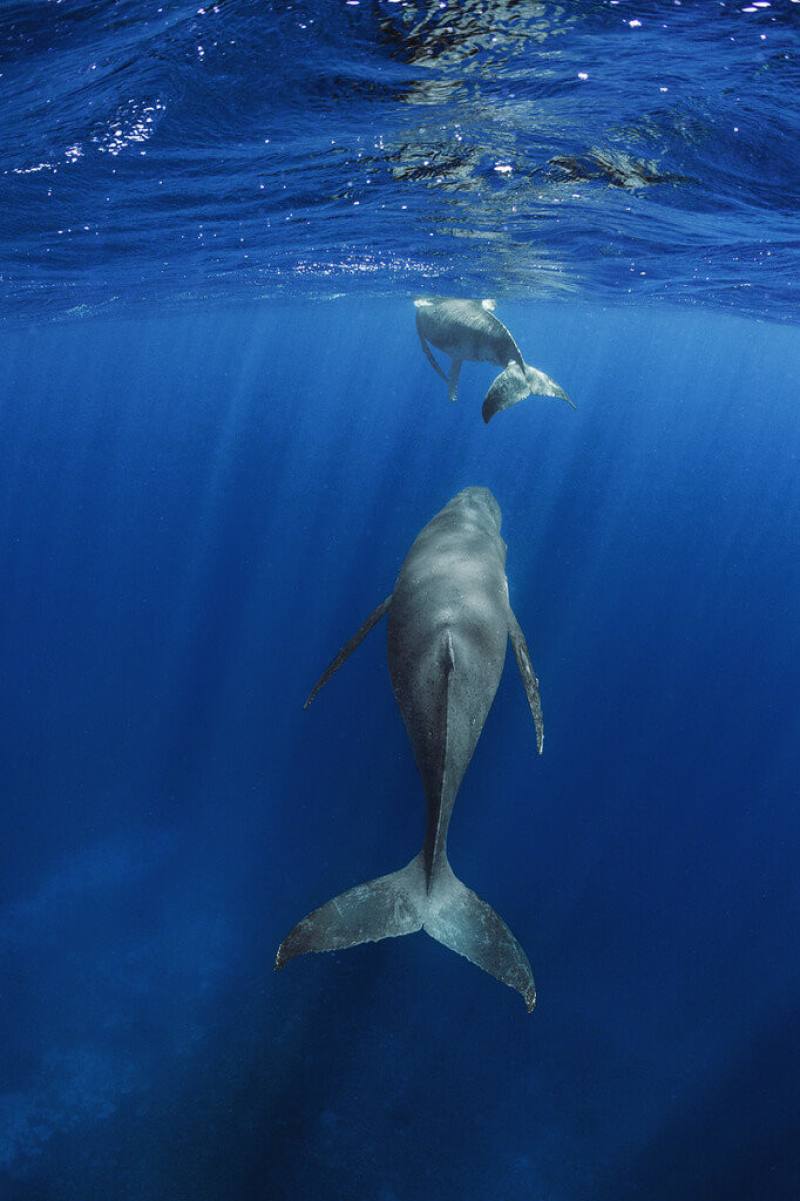 台中市政府10月4日將在台中圓滿戶外劇場推出「鯨之謎」交響音樂會，以精采影像搭配全新創作交響樂，帶給民眾聽覺與視覺饗宴。（牛耳藝術提供）