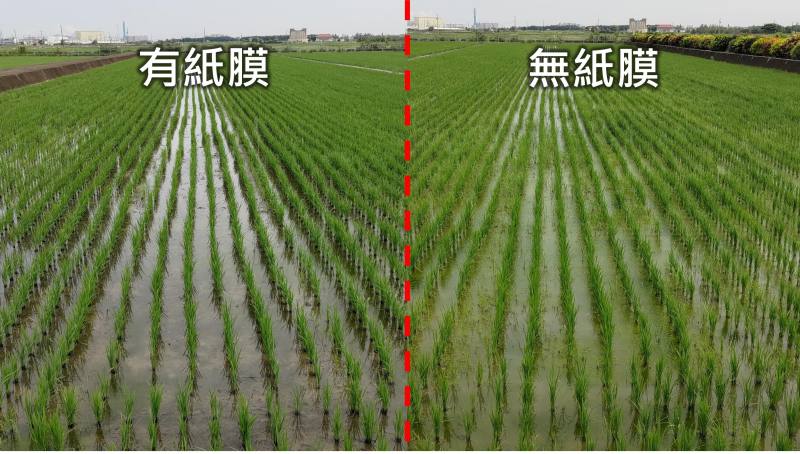 有紙膜的水稻田雜草明顯少於無紙膜水稻田