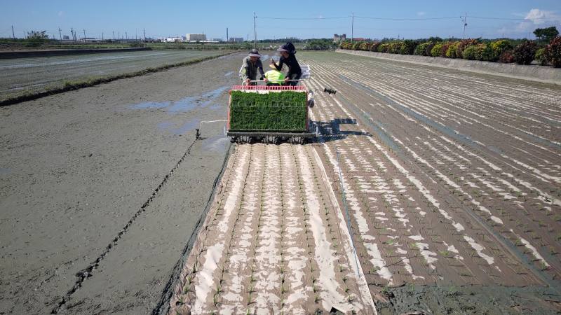 紙膜插秧機於田間插秧情形