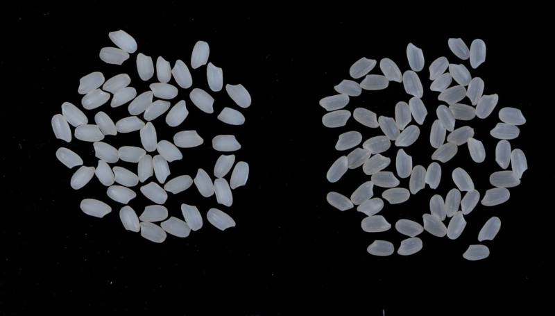 台南20號白米(左)、臺稉9號(右)