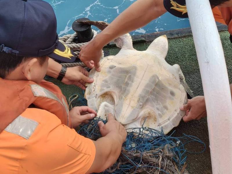 海巡署艦隊分署高雄海巡隊1日在高雄二港口外海發現一隻海龜遭漁網纏住，海巡人員立即打撈上艇協助割除，經檢視海龜無明顯外傷，確認無虞後已野放。（海巡署艦隊分署高雄海巡隊提供）