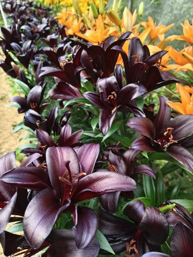 第2屆「阿里山百合花季」1日舉辦啟動記者會，4日將正式開跑，在台灣花色極為少見的百合花品種也將展出。（嘉義縣政府提供）