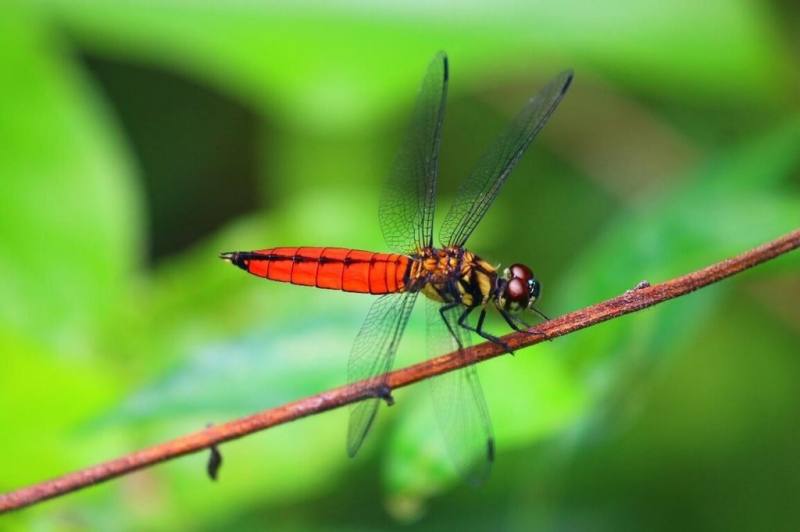 台北市公園處持續推動環境復育，如永春陂生態濕地公園是少數兼具休閒、防災等多功能場域，園區內更是蜻蛉目昆蟲活躍棲息場所。（台北市公園處提供）