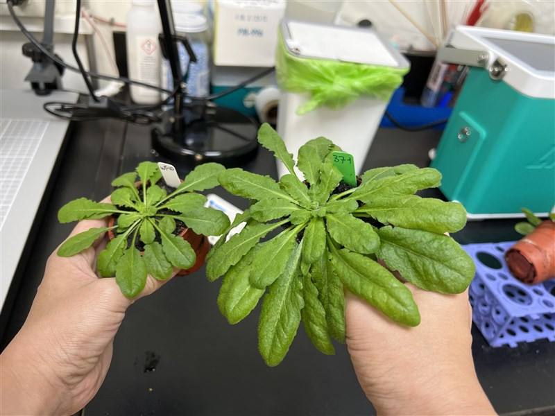 A gene-transformed thale cress plant (right) grows two to three times larger than its wild-type counterpart. Photo courtesy of Academia Sinica Oct. 1, 2025