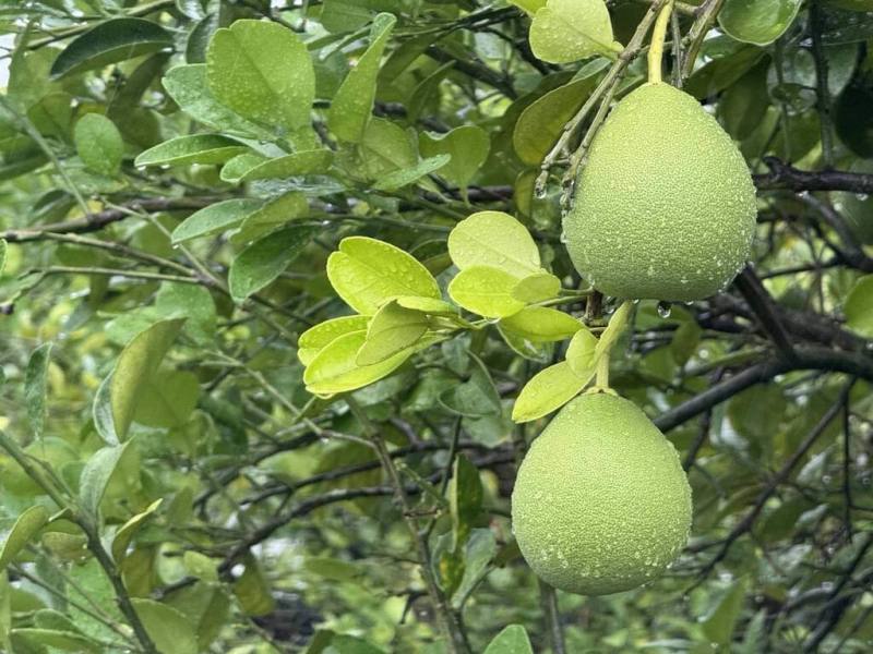 中秋節將到，是應景水果文旦盛產季節。農業部農糧署統計，114年文旦產量4萬多公噸，遭受4月乾旱、7月颱風衝擊，較正常年減少3成以上。（農糧署提供）