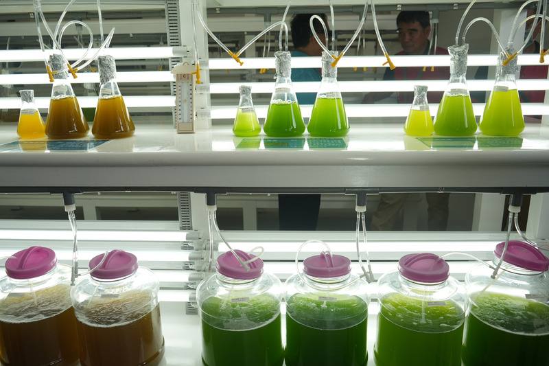 東港蝦藻類種原庫「藻類種原區」負責培育蝦苗初期必需微細藻類，除可直接提供蝦苗本身攝食，也可作為後期餌料生物豐年蝦與輪蟲滋養食餌，透過建立充足、安全內部完整供應鏈