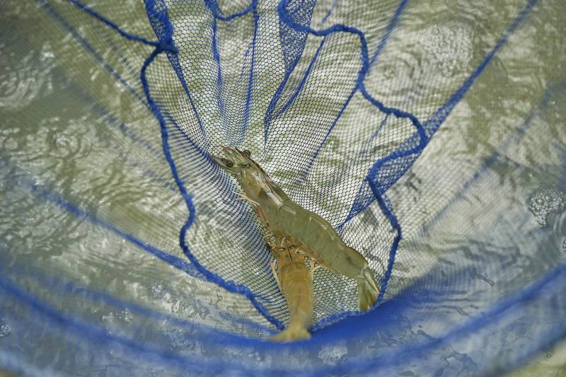 東港蝦藻類種原庫強調整體生物安全防疫，將保存國內養殖經濟蝦類6到8種，及藻類16至20種。圖為南美白對蝦