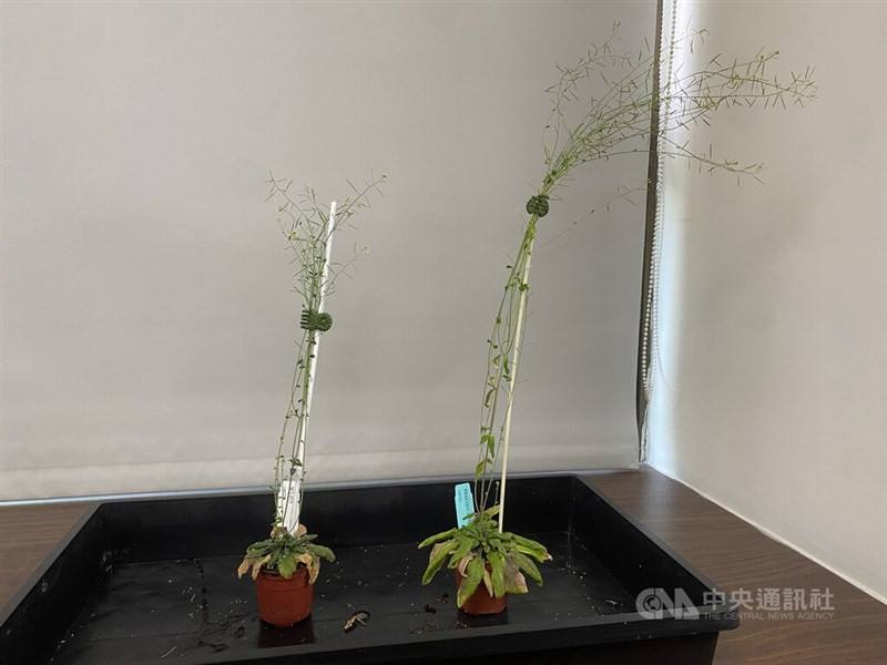 The genetically modified thale cress (right) is the world's first plant to use two carbon-fixation systems, allowing it to capture more carbon dioxide and grow faster than the normal plant (left). Photo taken on Sept. 16, 2025 CNA photo