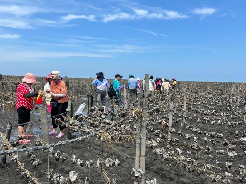 彰化縣文化局推出文化藍帶生活圈2.0走讀活動，規劃5條主題路線，其中「濱海文化線」帶大家走入潮間帶，了解王功漁村人文與生態。（彰化縣文化局提供）