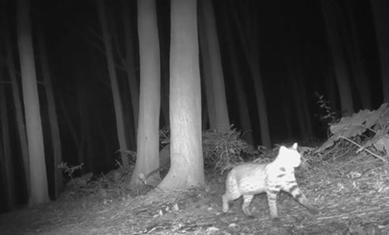 今年1月下旬石虎在軟埤坑農友田家瑞的椴木香菇田區活動。（圖取自林業及自然保育署台中分署網頁taichung.forest.gov.tw）