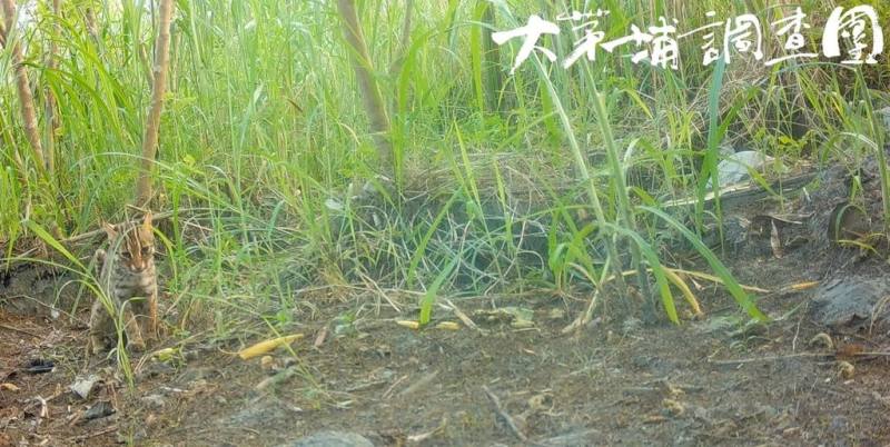 林業及自然保育署台中分署3日公布最新監測成果，發現石虎的活動範圍已逐步由東勢與和平交界山區，延伸至東勢、新社等淺山地帶的果園與農田。（台中分署提供）