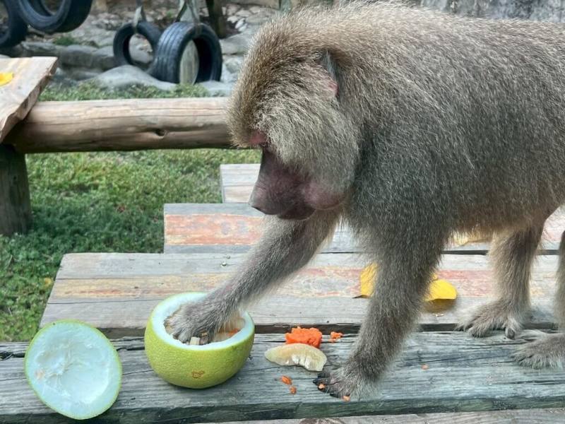中秋節即將來臨，高雄壽山動物園特別為動物準備應景柚子及特製月餅。（高雄市觀光局提供）
