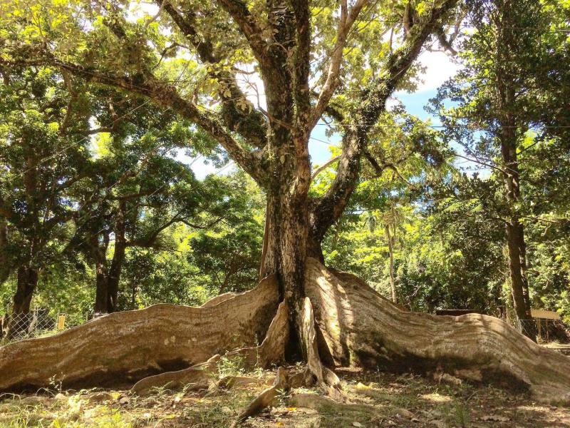 墾丁-銀葉樹板根