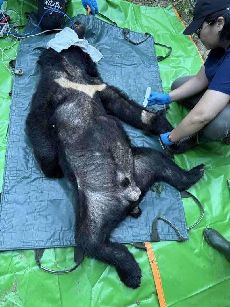 花蓮縣卓溪鄉清水部落9月底接連發生黑熊入侵事件，林業及自然保育署花蓮分署經多日嘗試，終於在5日清晨誘捕成功，評估後將黑熊載往遠離部落的林道深處野放。（林保署花蓮分署提供）