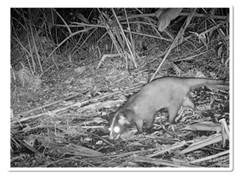 農業部農村發展及水土保持署近幾年在推動防洪治水工程時，會導入自然解方（NbS）的做法。於宜蘭狗溪右岸種植1萬顆樹，設置緩衝綠帶作為土砂溢淹區，不但挺過颱風季，並經由紅外線自動相機，拍到行蹤隱密、屬於台灣特有亞種及三級保育類的食蟹獴。（取自農村水保署網站）