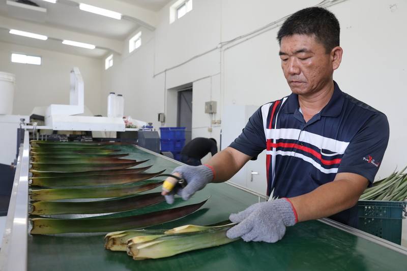 「自動化取纖機」耗時7年多，歷經10餘個版本，提高纖維潔淨度，同時穩定產出品質，當前仍由人工取葉放到輸送帶上進行加工，未來可望由1人操作