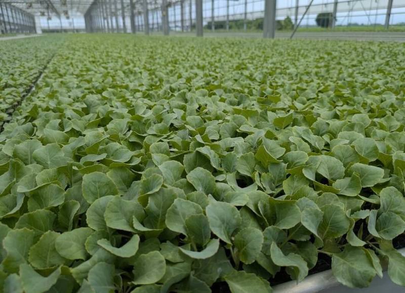 農糧署7日發布9月下旬甘藍（高麗菜）供苗量資訊，已連續4旬亮紅燈，都超過580萬株，達警戒值。（農糧署提供）