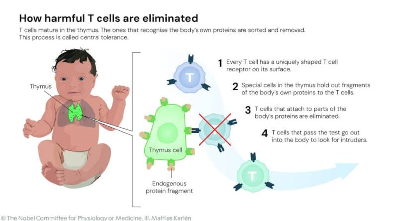 諾貝爾醫學獎3位得主發現免疫系統的調節性T細胞，促進多項具潛力的醫學治療方式發展。（圖取自x.com/NobelPrize）