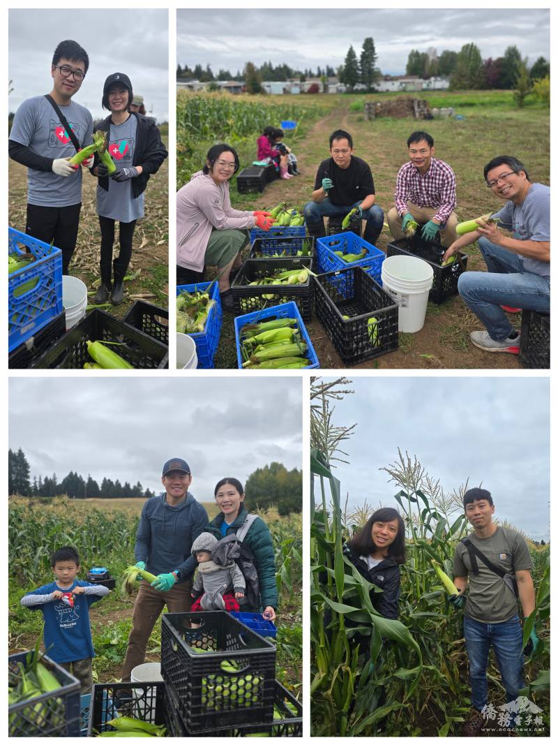 參與僑民協助採收玉米、清洗、及包裝