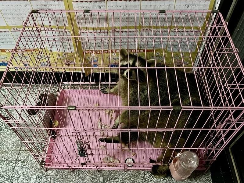 農業部預告「指定禁止飼養輸入或輸出之動物修正草案」，禁止家庭飼養的動物，擬新增浣熊、河口鱷，以及蝮蛇科、蝙蝠蛇科2類毒蛇。（中央社檔案照片）