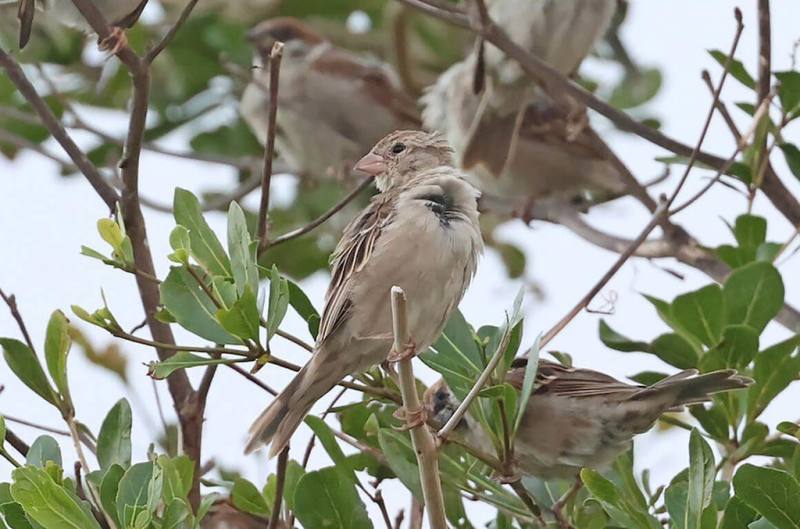 有鳥友7日在恆春機場北側民宅旁樹上，發現2隻外來種家麻雀雌鳥，混在一群本土樹麻雀中。（鳥友曾建偉提供）
