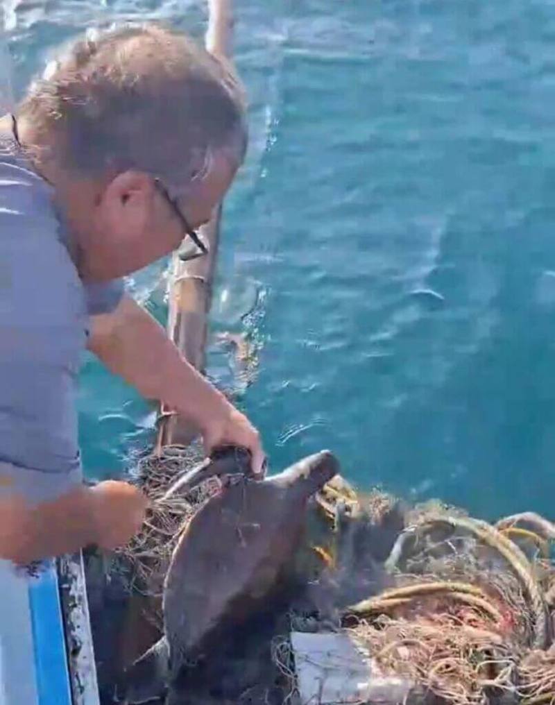 澎湖花嶼漁民11日出海作業，發現漂流的廢棄漁網纏繞保育類綠蠵龜與玳瑁，立即在海上救援，小心翼翼剪斷漁網，確認牠們外觀無異狀、活動力正常後，重新野放回大海。（顏興德提供）